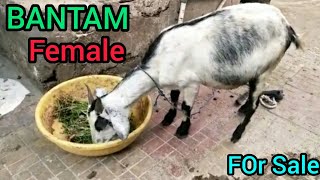 Bantam Loaded Female Goat For Sale Contact-9767757752