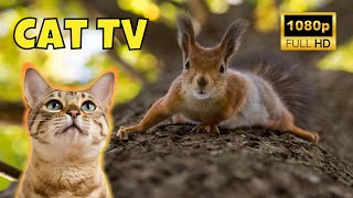 Cat TV: Videos for Cats 😺 1 Hour of Squirrels 🐿️ Ep. 13