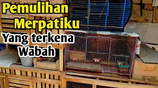 Pemulihan merpatiku yang terkena penyakit cacingan❗