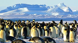 Penguin Playground / Southern Ocean and Antarctic aquarium in central Melbourne, Australia