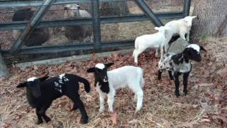 Mother sheep calling baby lambs to come nurse peaceful