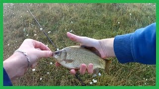 Ловля Карася на поплавочную удочку. Рыбалка. Fishing.