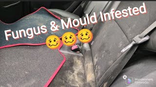 Fungus & Meldew Infested Car -  Cleaned in 3 hours