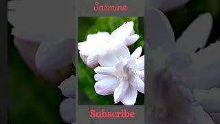 "The Mesmerizing Beauty of Jasmine Flowers"   #jasmine #flower #shorts