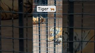 #tigerlovers #zoo #love #trending #viral #ytshorts #lahor #zoo #shorts