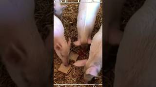 PIG | Animals #shorts #wildlife #animals