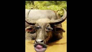 Buffalo must funny video #ytviral #funny #funnybuffalo #comedy #comedyvideos #animals #yt #ytshorts