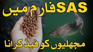 Feeding Fish In Sustainable Aquaculture Solutions (SAS) Fish Farm by Assammak Farm