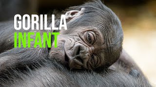 Prague Zoo Welcomes a Baby Gorilla