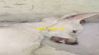 تم صيد ذيب اخوكم ابو حسن اليماني اي استفسار واتساب ٠٧٧١١٦٣٣٤٣٧