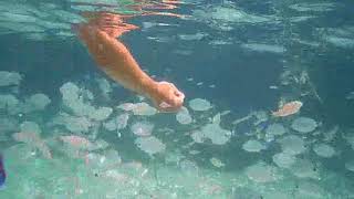 isola d'Elba - spiaggia le ghiaie - snorkeling con branchi di pesci