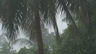 4K_Tropical Rain Sounds & Relaxing Nature Video, Sleep  Relax  Study  Meditate