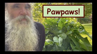 THE PAWPAW - HOW TO SOW IT To Get Shade in its FIRST 3 or 4 Years & Then SUN In The REST OF ITS LIFE