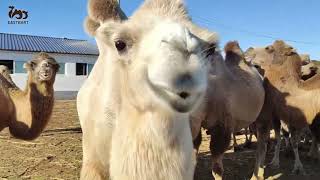 The lovely camels are sending their greetings to you. Hope everything goes well with you today.