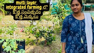 Multi layer integrated farming లొ చేరిన కొత్త మెక్కలు