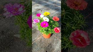 plating portulaca in pot ! #shorts #portulaca