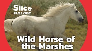 Exploring Camargue: A Sanctuary for Wild Horses | FULL DOCUMENTARY