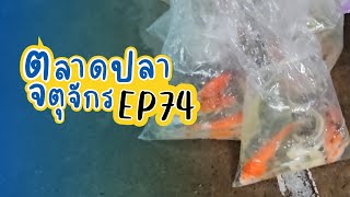 ทัวร์ตลาดปลาลานเร่ l วันที่ 8 พ.ย. 66 | ตลาดปลาจตุจักร EP 74