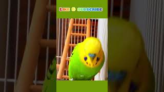 Cute 🥰 budgie express happiness by BOB his head! #birds #viral #parakeet #parrot #shorts