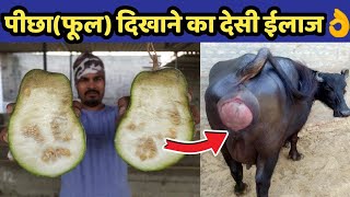 गाय/भैंस का फूल दिखाना,पीछा दिखाने का देसी ईलाज👌||Gaay/bhains ka picha fool||Prolapse in cow/buffalo