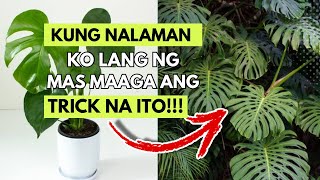 ISA NA NAMANG NAPAKA BISANG PAMPAGANDA AT PAMPALAGO NG ATING MGA HALAMAN!