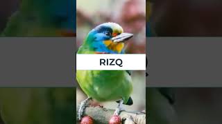 RIZQ