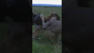 Lorkulup, Oloshipa and Rongai Subs hunting a buffalo. 11/11/2024