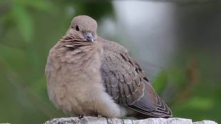 Mourning Dove Relaxing On A Log