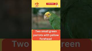 Two Small Green parrot s#viral #youtubeshorts #short #shortsvideo #petlover