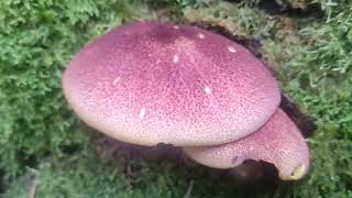 boletus y senderuelas  28-8-2022