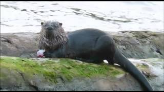 Doug Read Wildlife Video Clips 2015 (Otters)