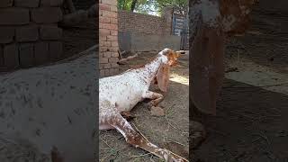 Goat gave first birth of cute baby goat and goat delivery process #foryoupage #goatfarm