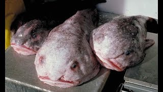 Alien or Fish? SHOCKING IMAGES!