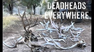 AZ Shed Hunting: Deadheads & Elk Sheds