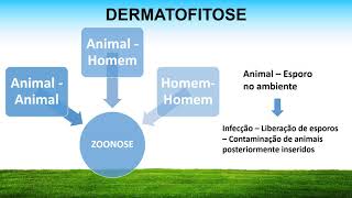 DERMATOFITOSE EM BOVINOS: Discussão