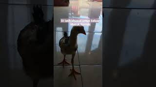 Melatih Anak ayam main di dalam Rumah