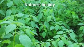 Nature's beauty