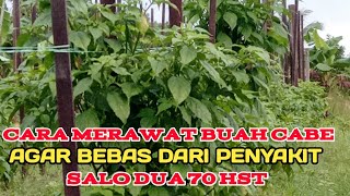 Cara Perawatan Buah Cabe Agar Bebas Penyakit