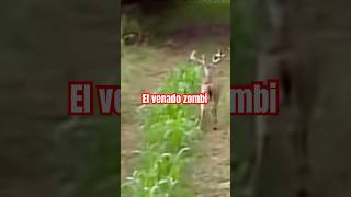 El venado zombi #humor#viral#shorts #corto