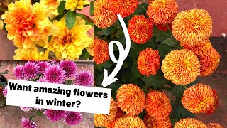 Winter #care for #flowering #plants in tropical weather