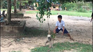 Funny Monkey Videos | Gibbon Playing with Student | FLV Official | Ep 01