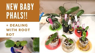 Phalaenopsis Gifts from a Subscriber // Dealing with Root Rot in winter