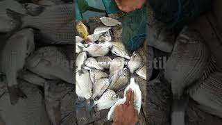 mancing ikan patik