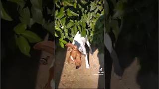 Perro jugando al escondite #juegos #escondite #perro #perrito #dog #perrobingo #jackrussell