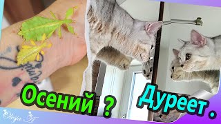 Домашний влог/ Живые листочки/ Киса сходит с ума/ Посылка из Словакая.