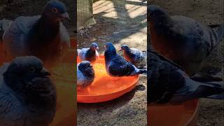 Racing Pigeons Bath Time #racingpigeon #racerpigeon #bath #youtubeshorts #shorts