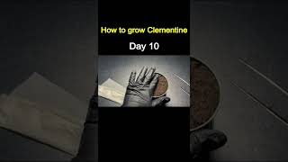 How to Grow Clementine from Store-Bought Clementine 🍊