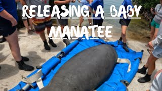 Releasing A Rehabilitated Baby Manatee Back Into The Wild!