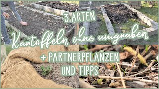 🥔 Kartoffeln anbauen im Garten OHNE UMGRABEN 🌼🌽🌱 Partnerkulturen und Tipps #Mulchkartoffeln