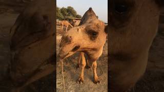 Camels🐫 loading #camel #youtubeshorts #camells #youtubevideos #animals #ytshorts #shorts